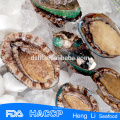 Abalone silvestre en conchas al por mayor